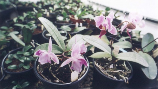 Crescimento do Agronegócio de Flores e Plantas Ornamentais Incentiva Produtores